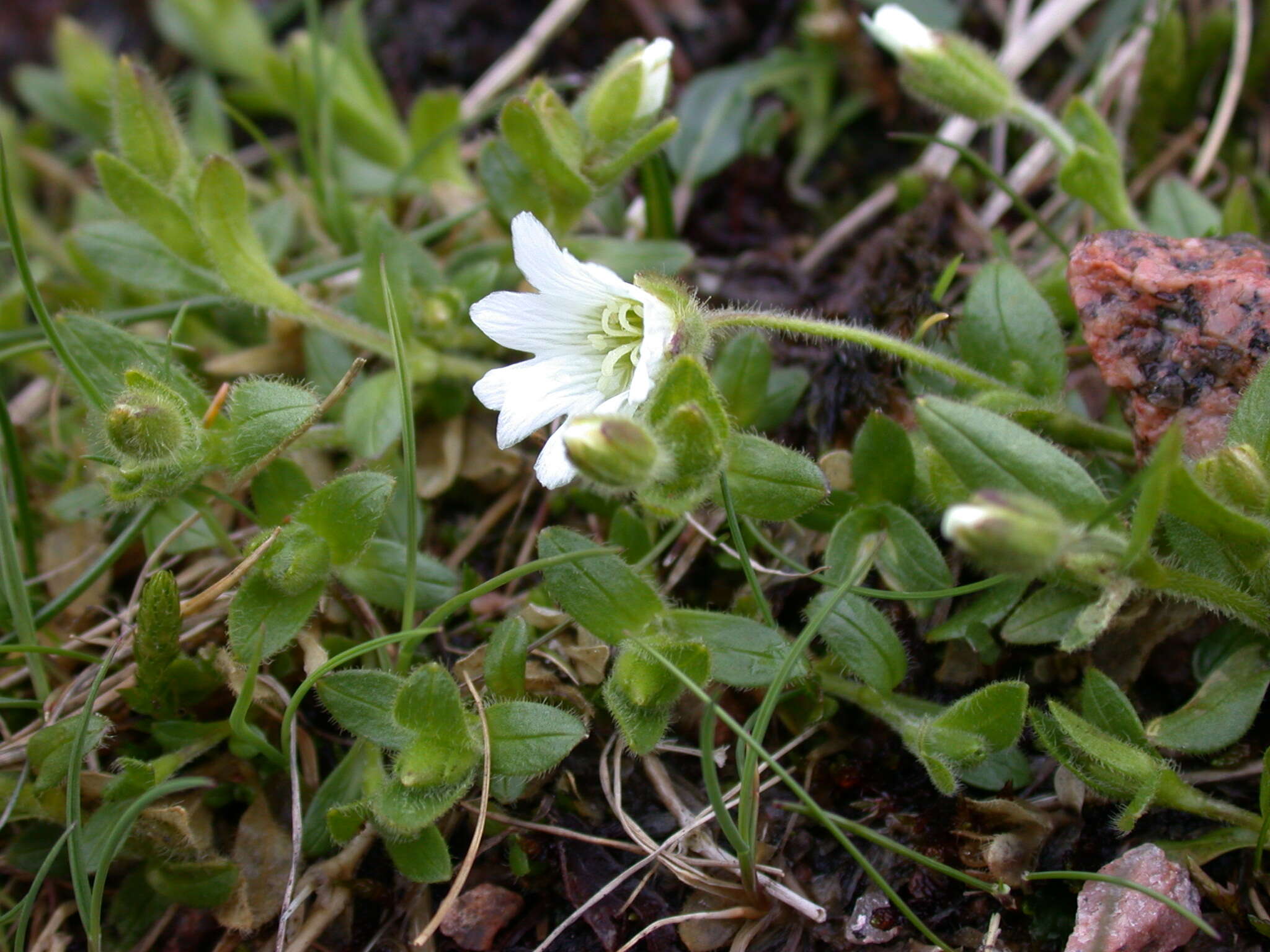 Plancia ëd Cerastium arcticum Lange