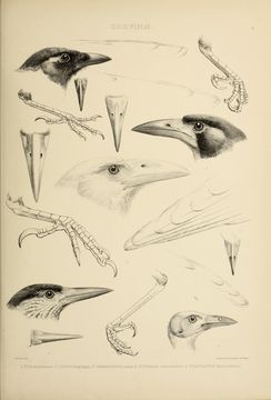 Image of <i>Pica pica mauritanica</i>