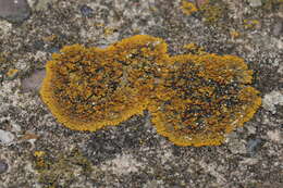 Image of orange lichen