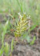 Image of annual vernal-grass