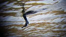 Image of Black Shag