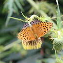 Image of Argynnis childreni