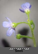 Plancia ëd Brunnera macrophylla (Adams) I. M. Johnst.