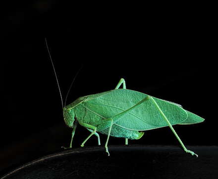 Image of Lesser Angle-winged Katydid