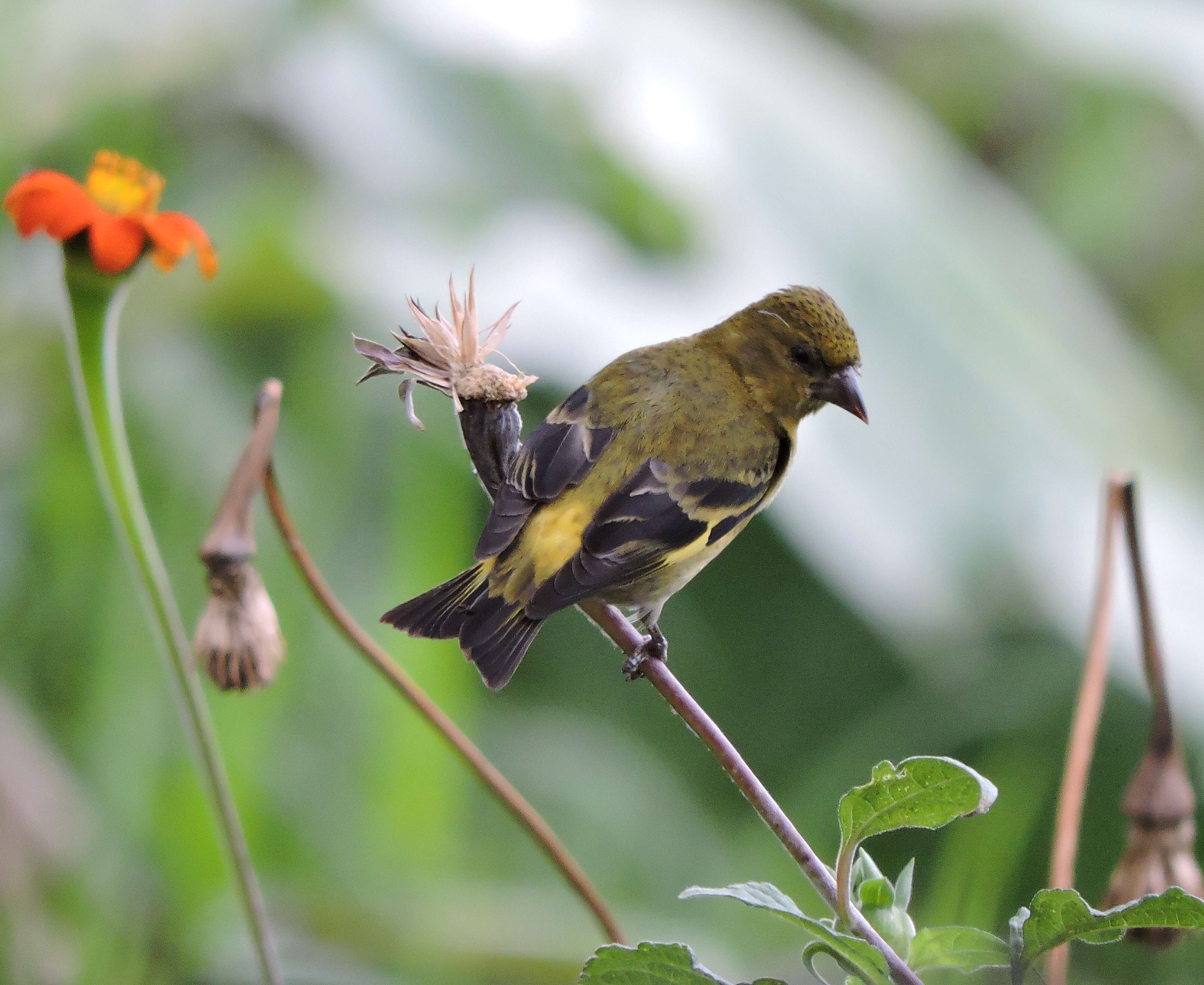 Image of Hooded Siskin