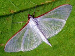 Image of Palpita vitrealis Rossi 1794