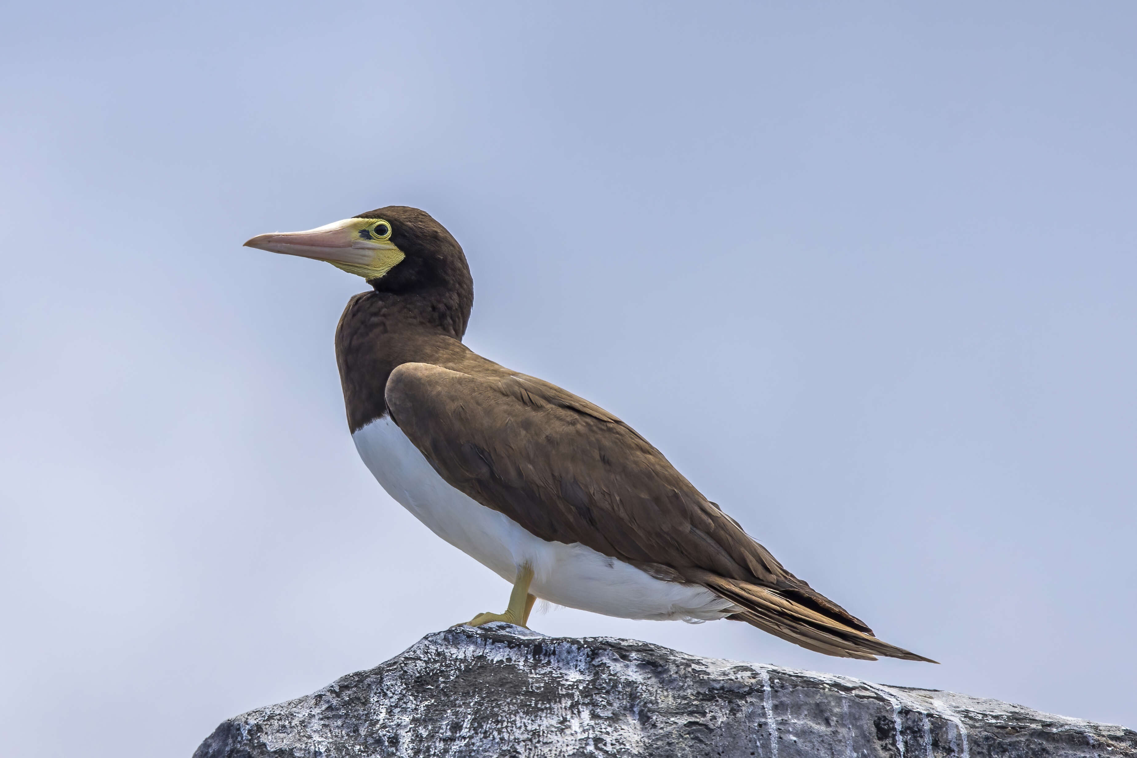 Image of Brown Booby