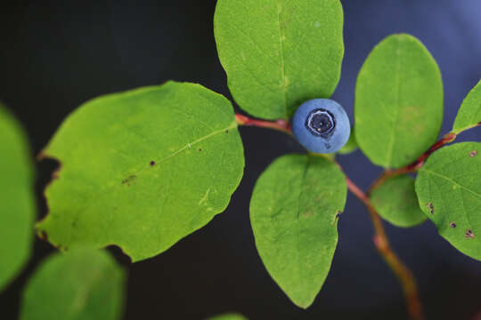 Image de Vaccinium ovalifolium Sm.