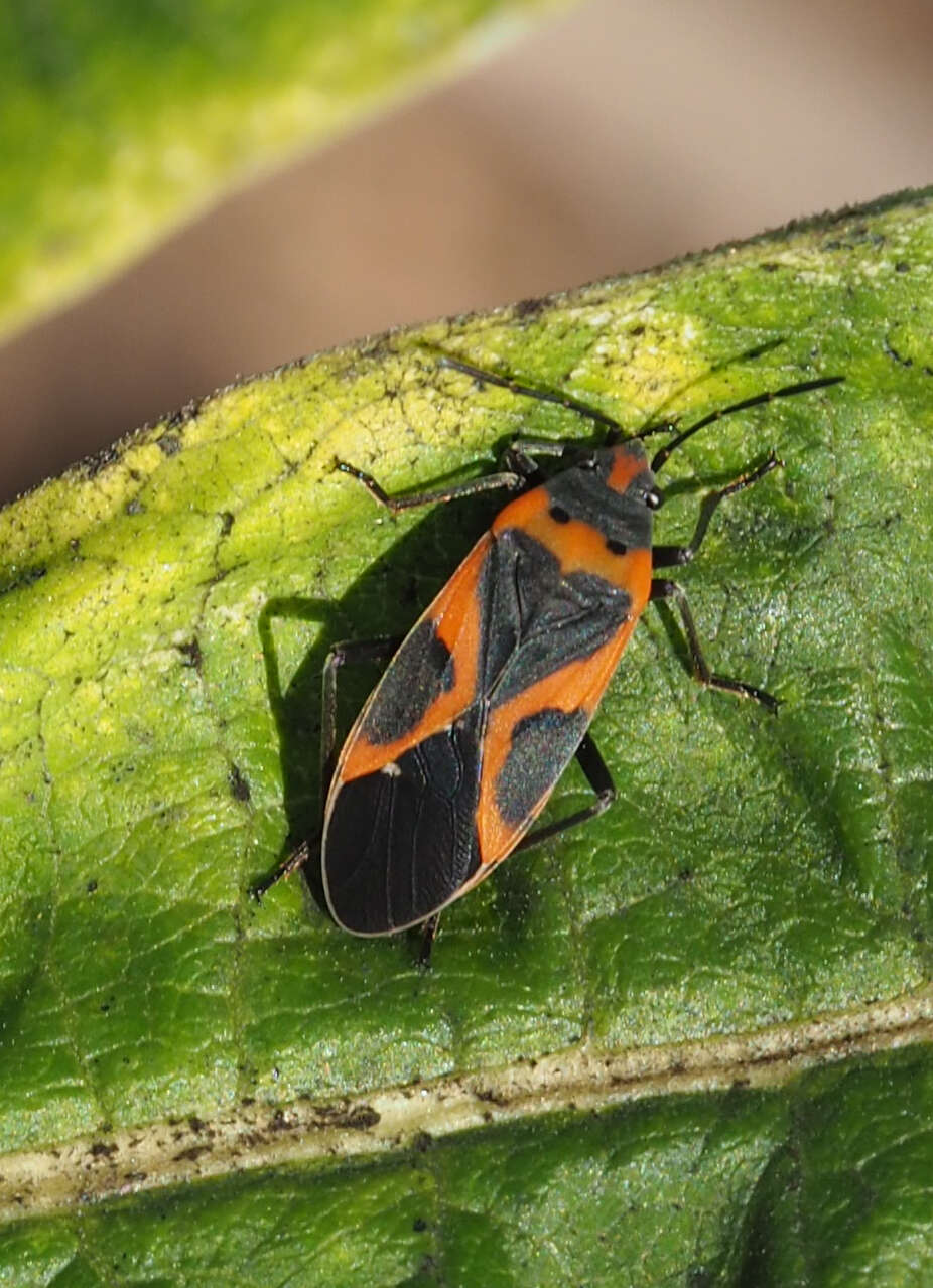 Image of Common milkweed bug