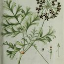 Image of Pelargonium multiradiatum Wendl.