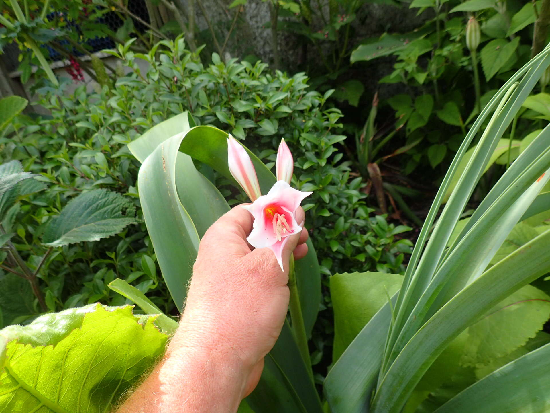 Image de Crinum bulbispermum (Burm. fil.) Milne-Redh. & Schweick.