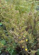 Image of Cutler's alpine goldenrod