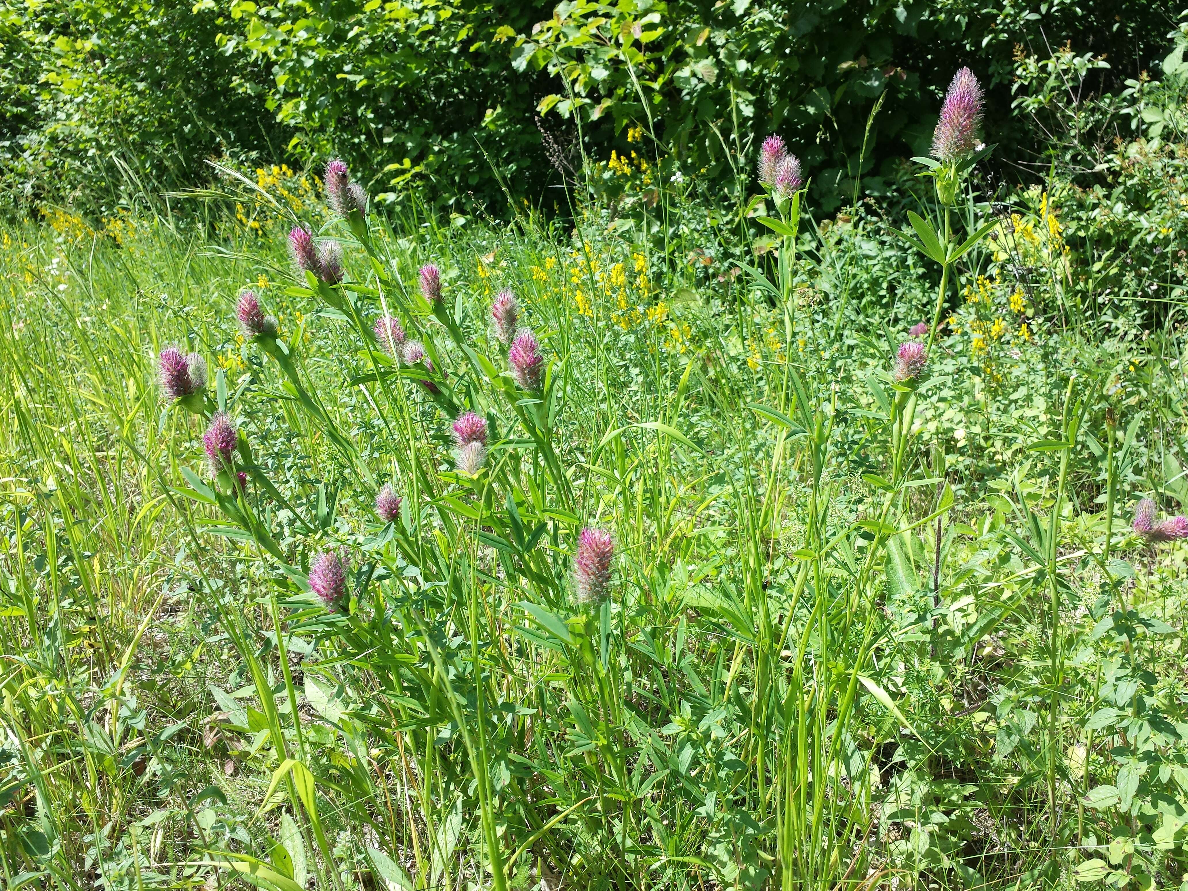 Image of Red Trefoil