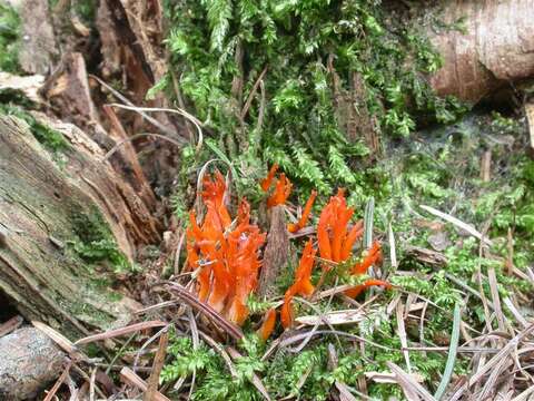 Image de Clavulina