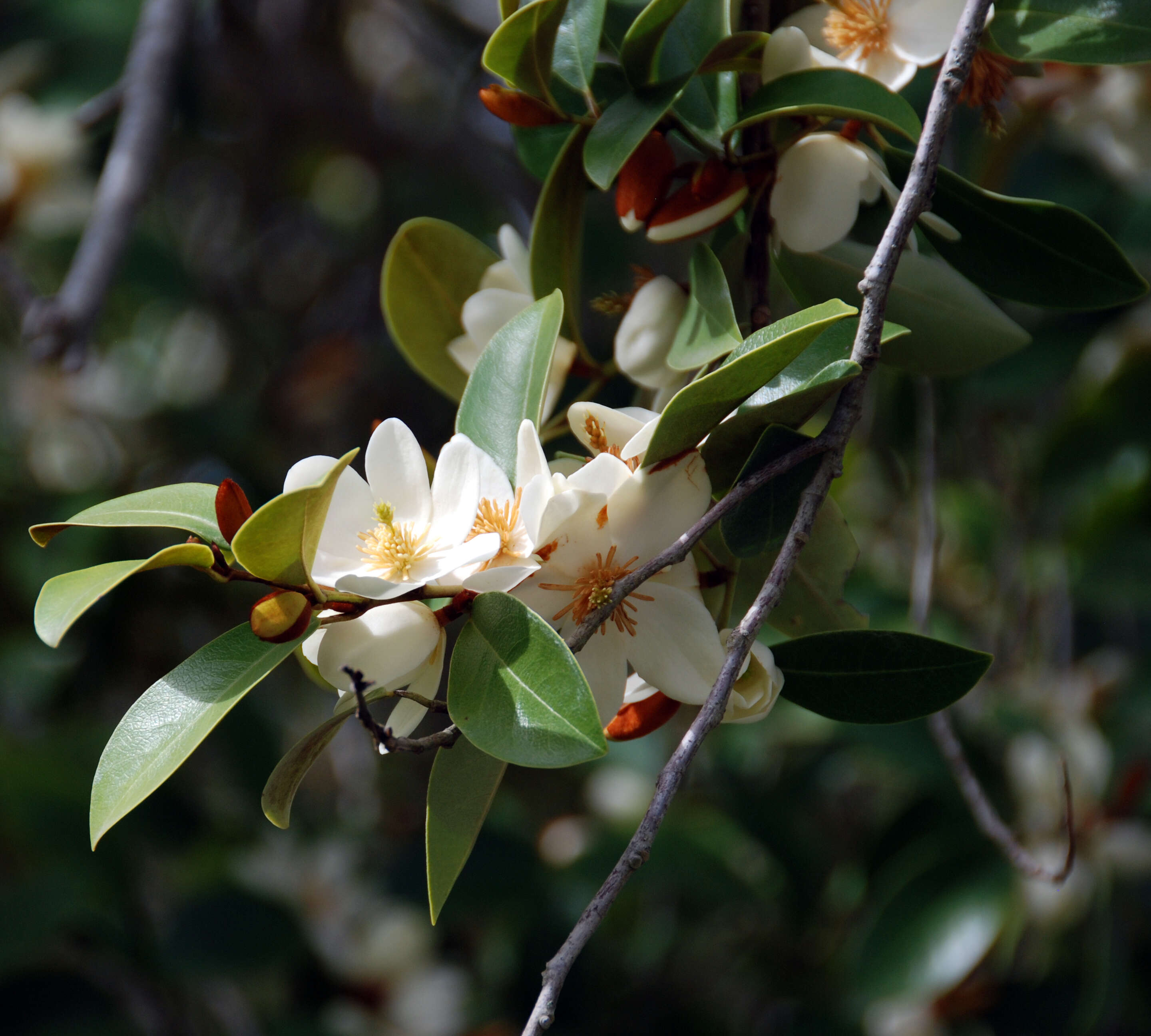 Image of Magnolia laevifolia (Y. W. Law & Y. F. Wu) Noot.
