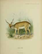 Image of Ozotoceros Ameghino 1891