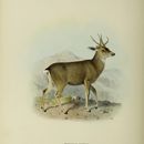 Image of North Andean Deer