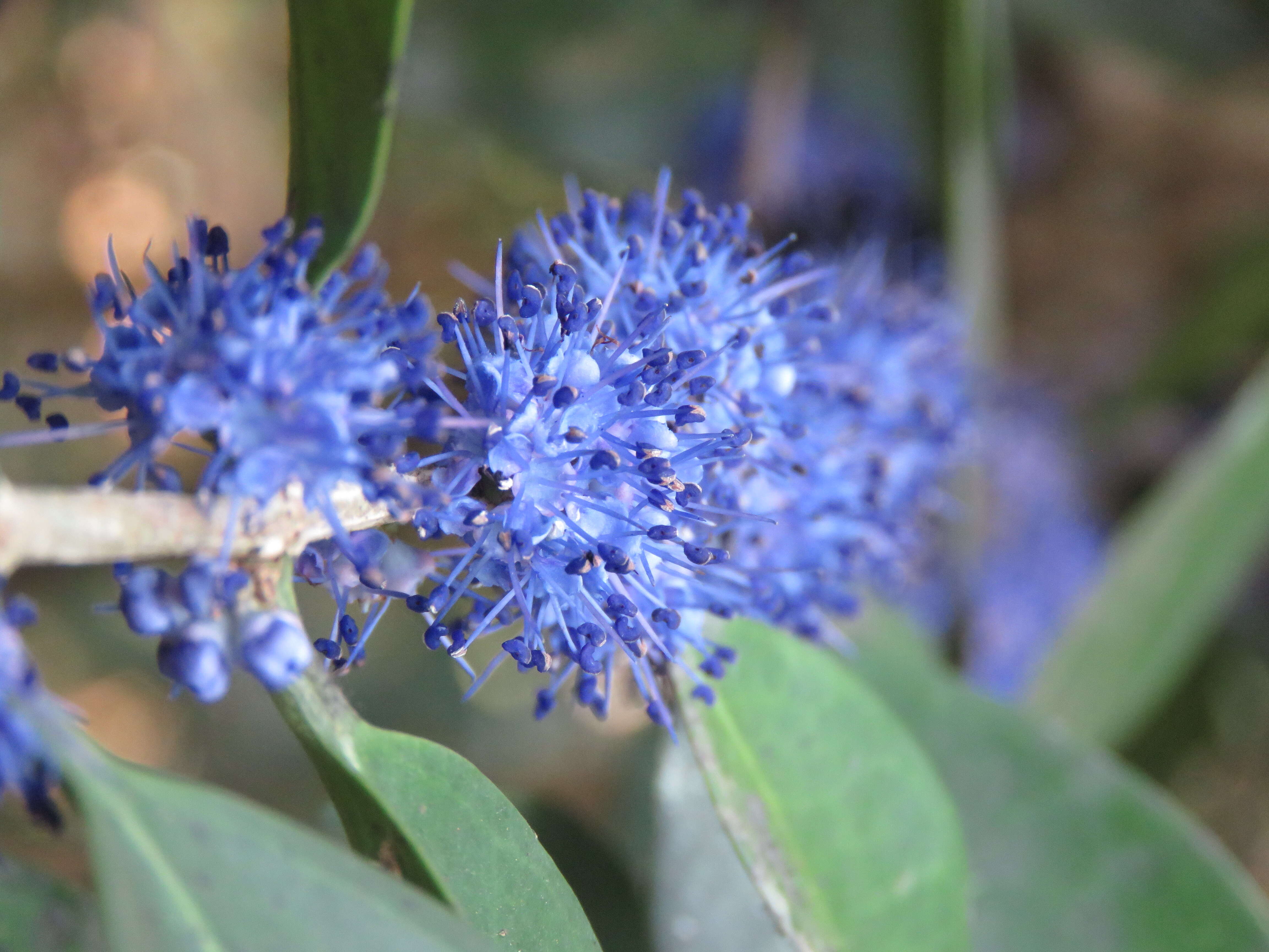 Image of Memecylon umbellatum Burm. fil.