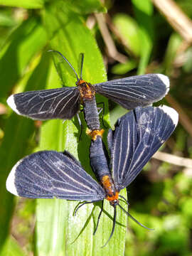 Image of White-tipped Black