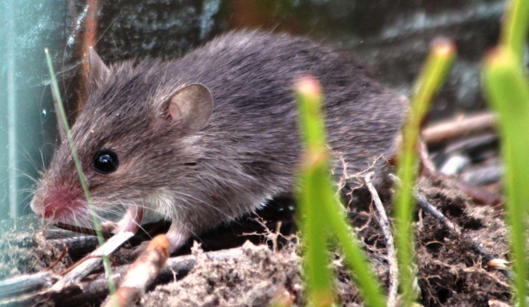 Image of Cape Spiny Mouse