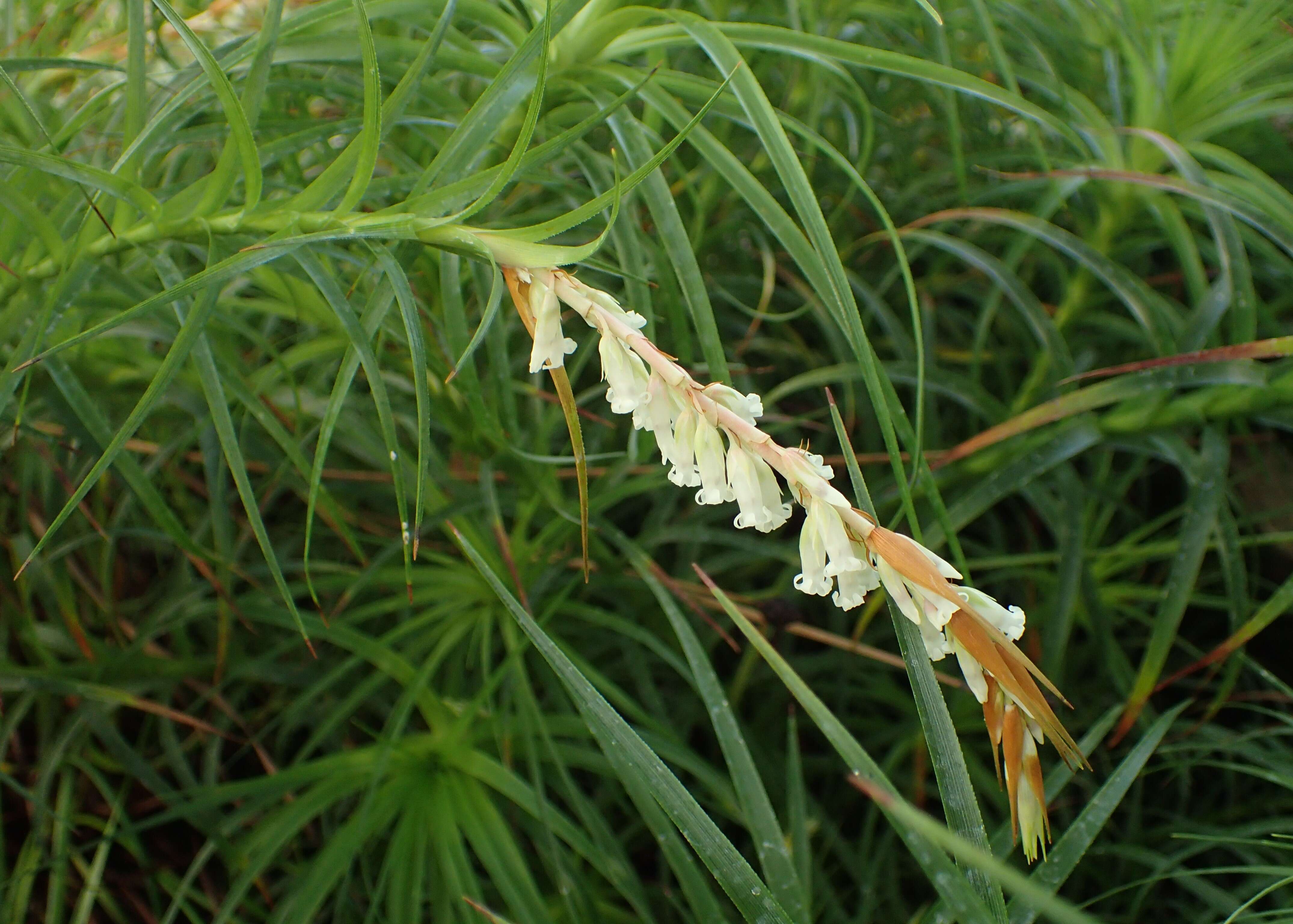 Image of Dracophyllum secundum R. Br.