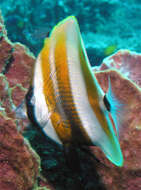 Image of Orangebanded coralfish