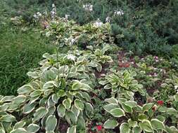 Imagem de Hosta plantaginea (Lam.) Asch.