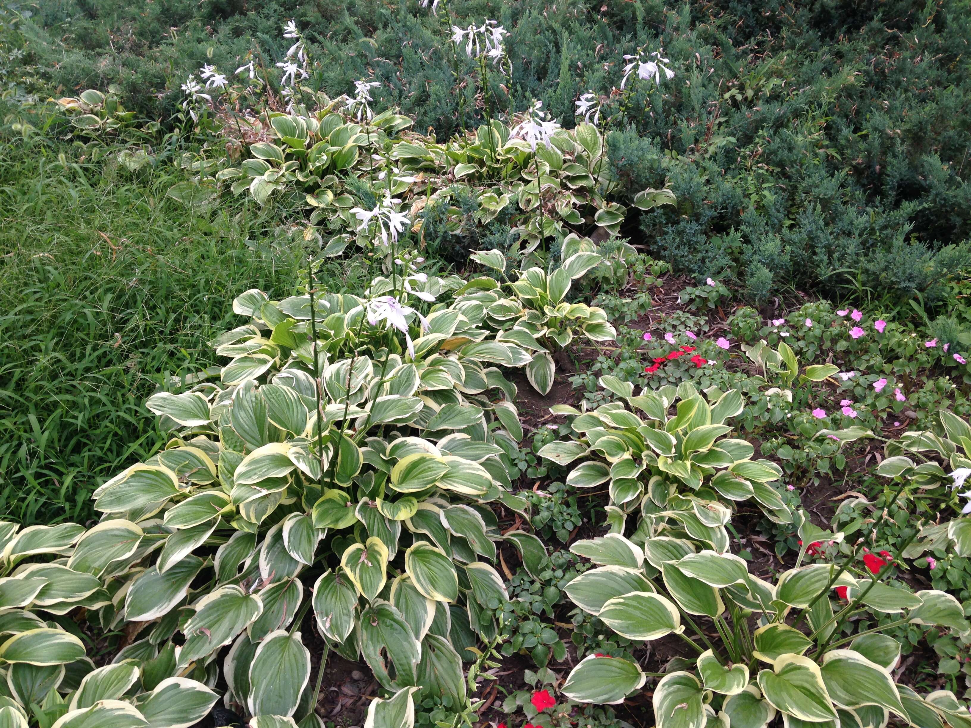 Imagem de Hosta plantaginea (Lam.) Asch.