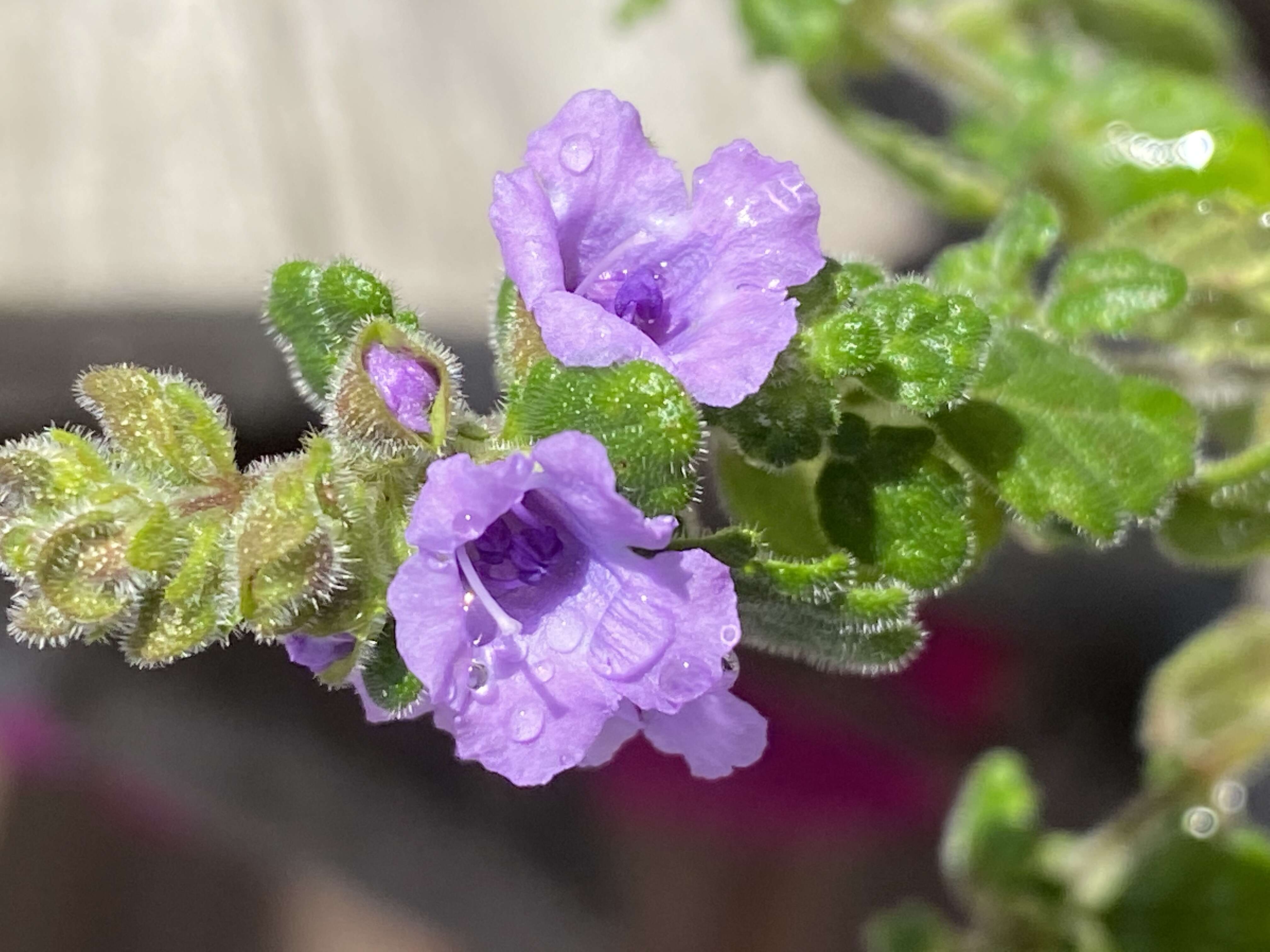 Image of Prostanthera incana A. Cunn. ex Benth.