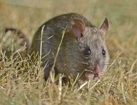 Image of Brown Rat