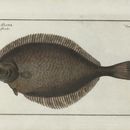 Image of European Flounder
