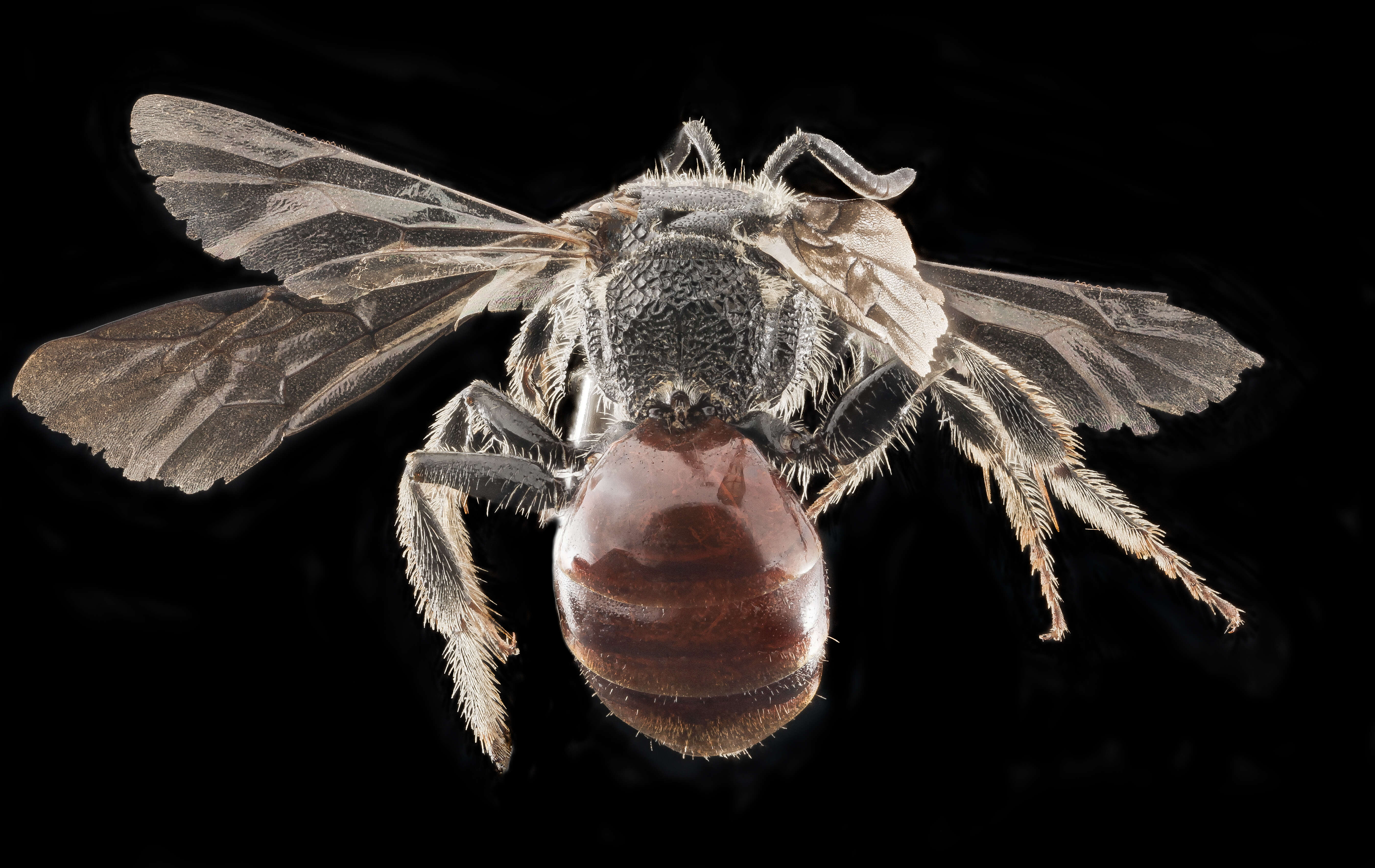 Image of Sphecodes davisii Robertson 1897