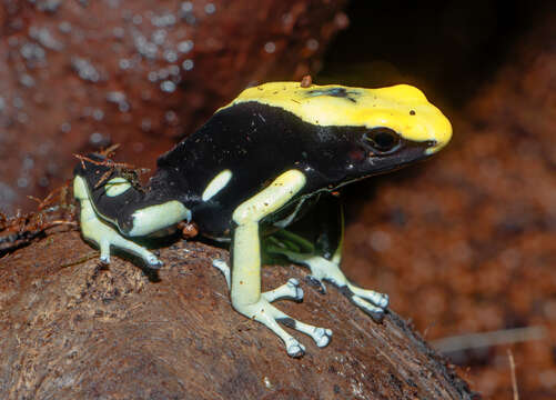 Image of Dyeing Poison Frog