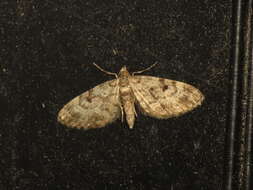 Слика од Eupithecia tantillaria Boisduval 1840