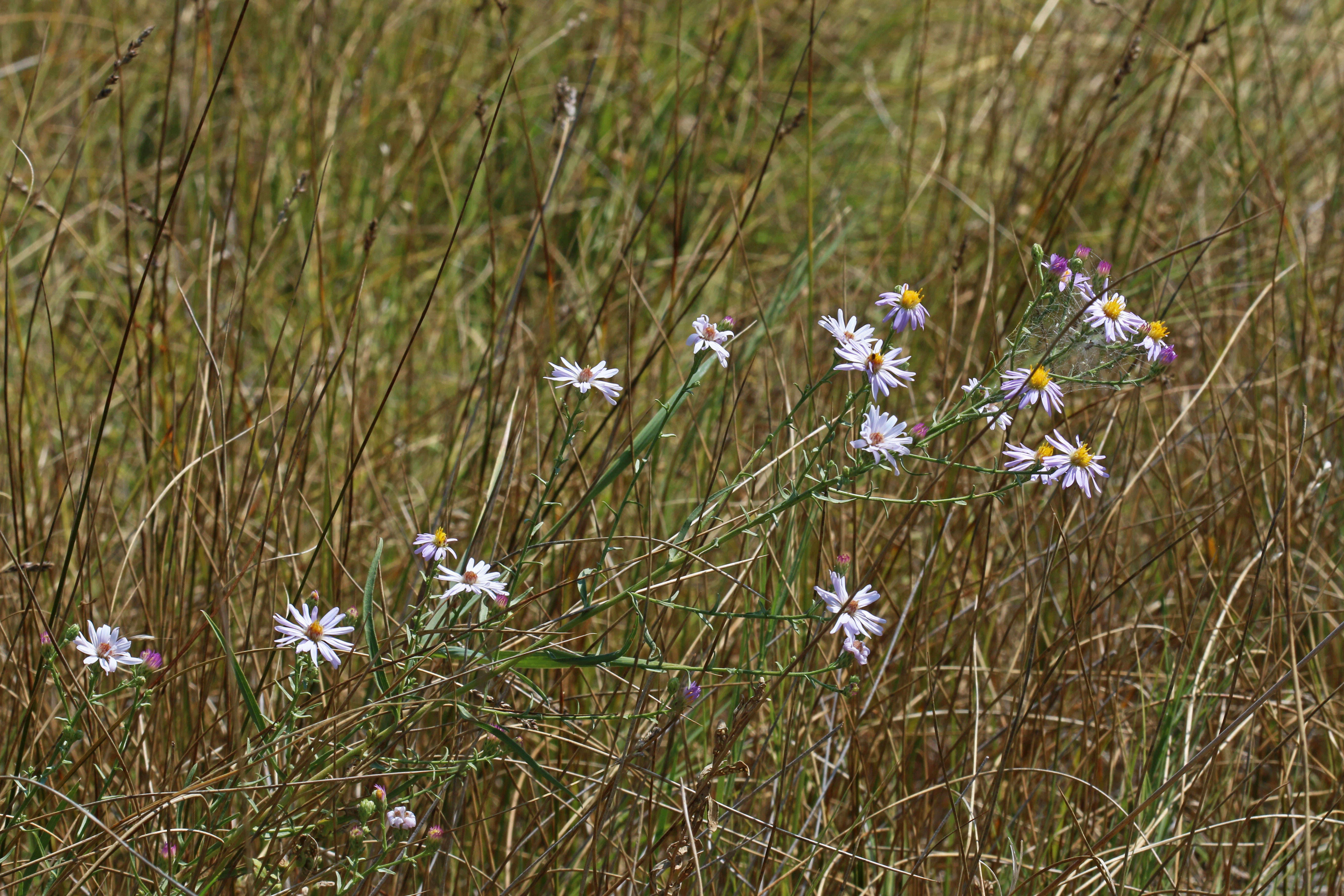 Image of western aster