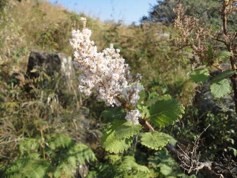 Слика од Tetradenia riparia (Hochst.) Codd