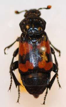 Image of Nicrophorus (Nicrophorus) sepultor (Charpentier & T. 1825)