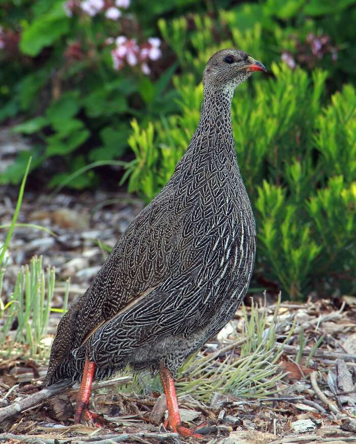 Image of Cape Francolin