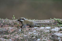 Image of Black-eared Squirrel