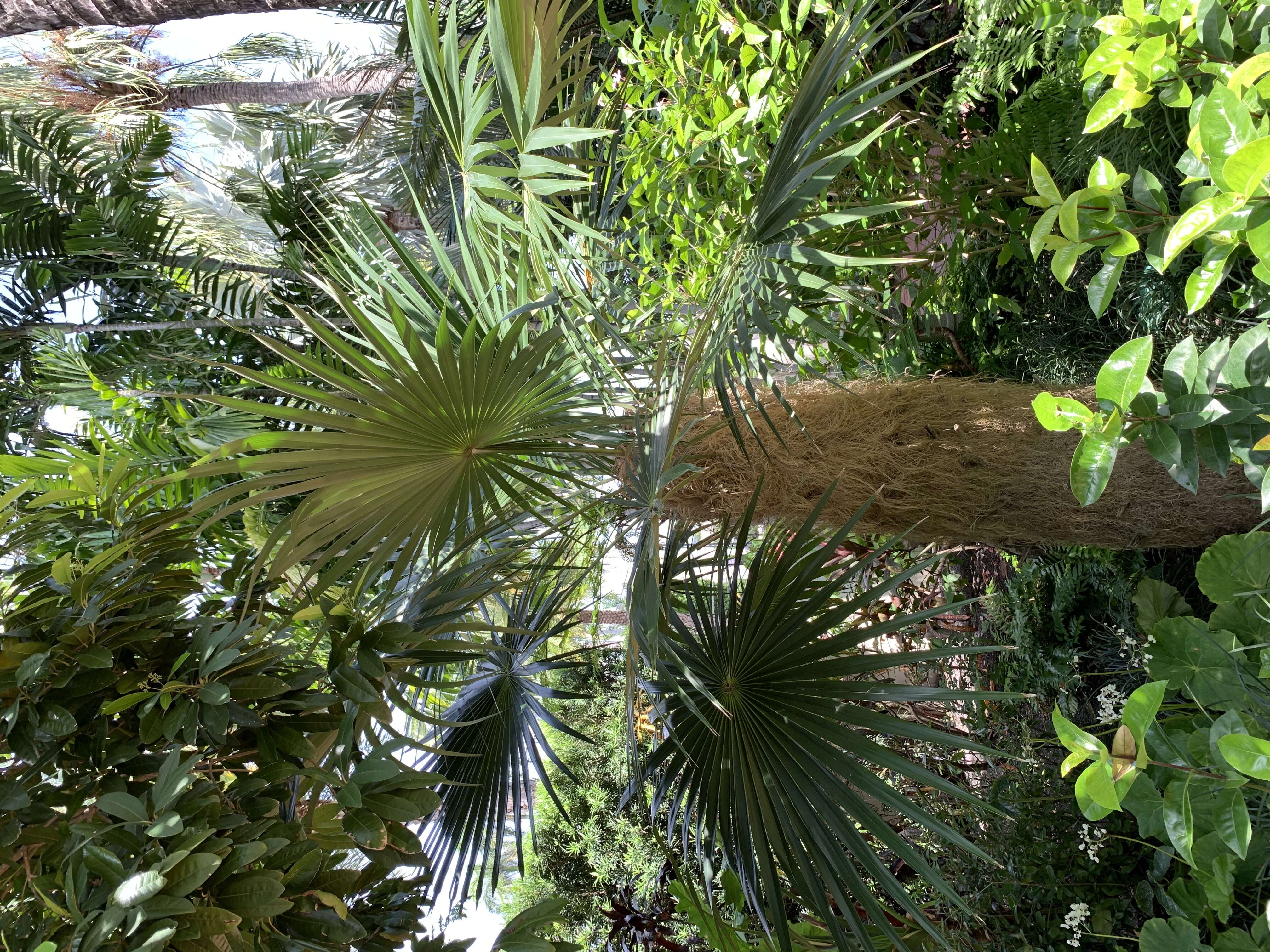 Image of Old man palm