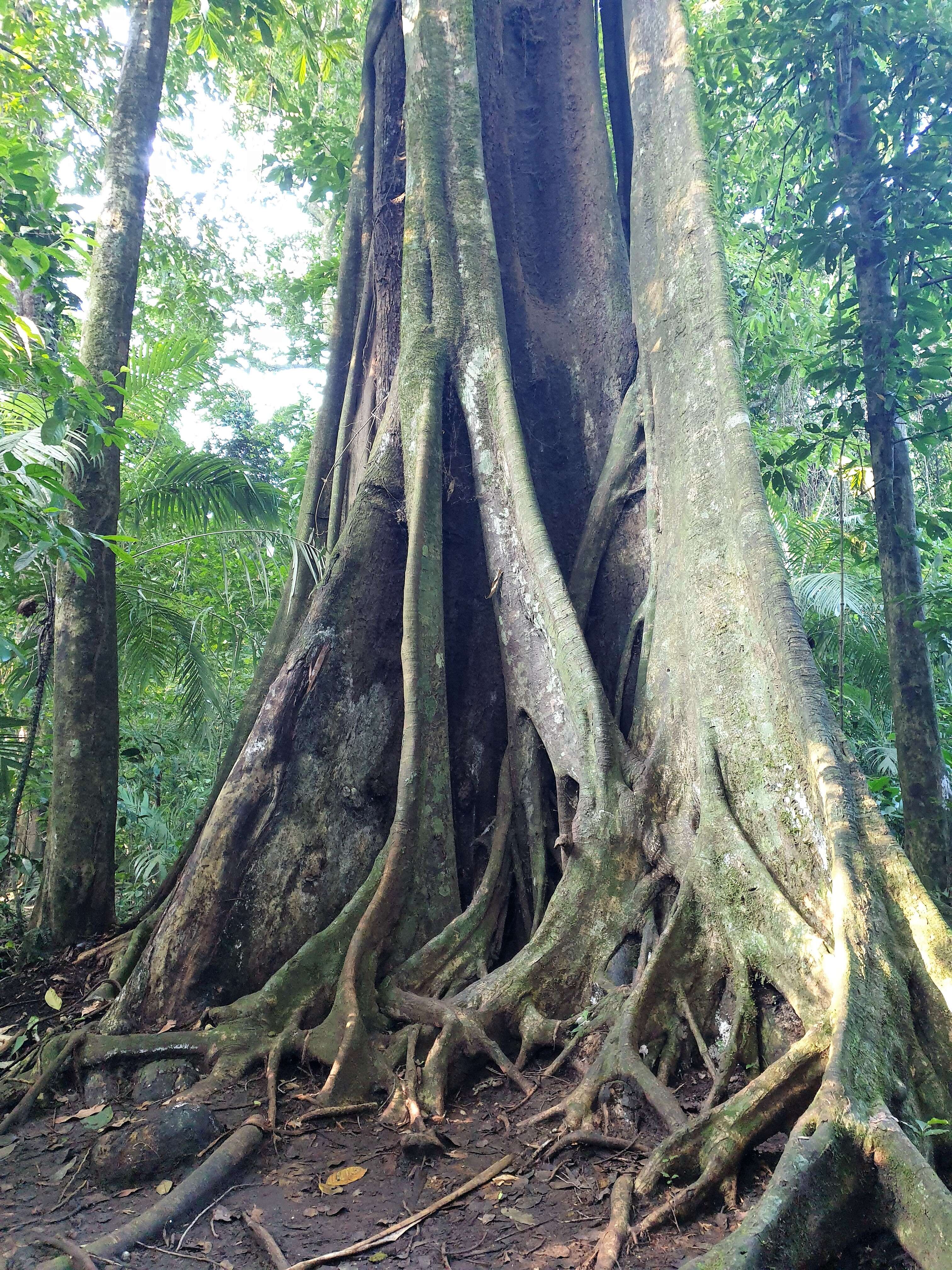 Ficus aurea Nutt.的圖片