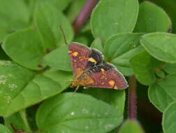 Image of Mint moth