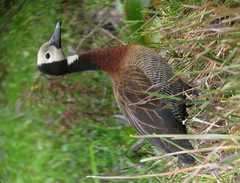 Image of White-faced Whistling Duck