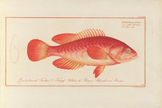 Image of Comb Grouper