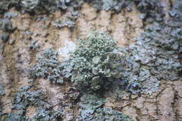 Image of Cartilage lichen