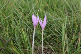 Image of Autumn crocus