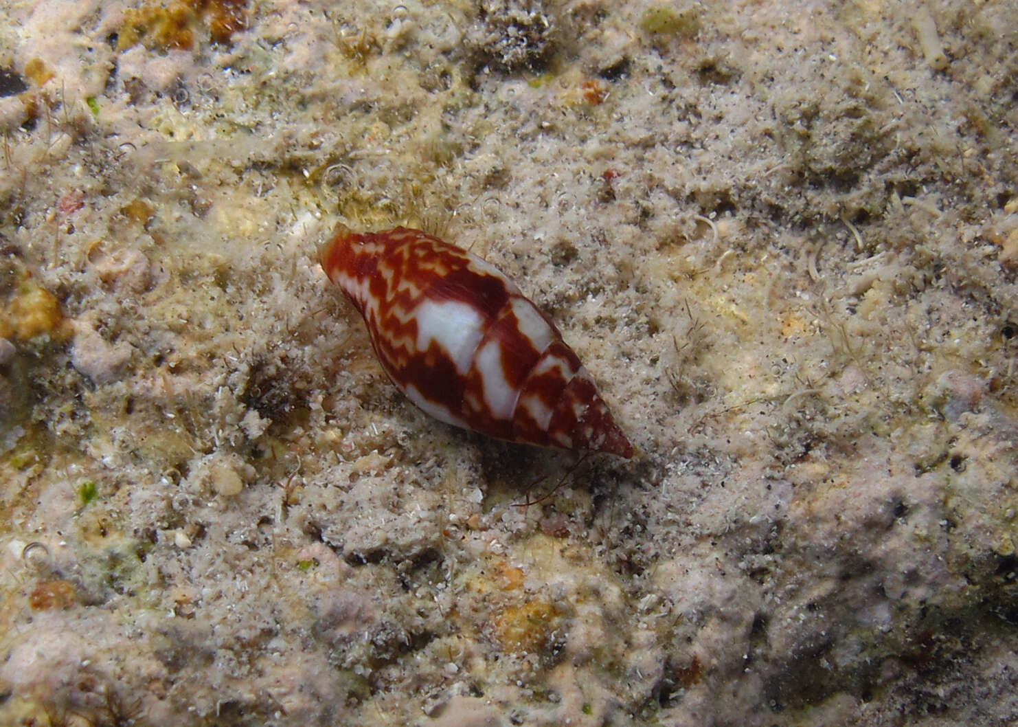 Image of yellow dovesnail