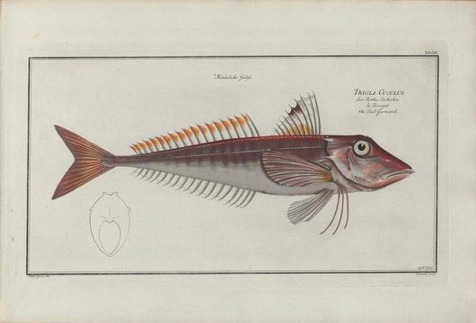 Image of East Atlantic Red Gurnard