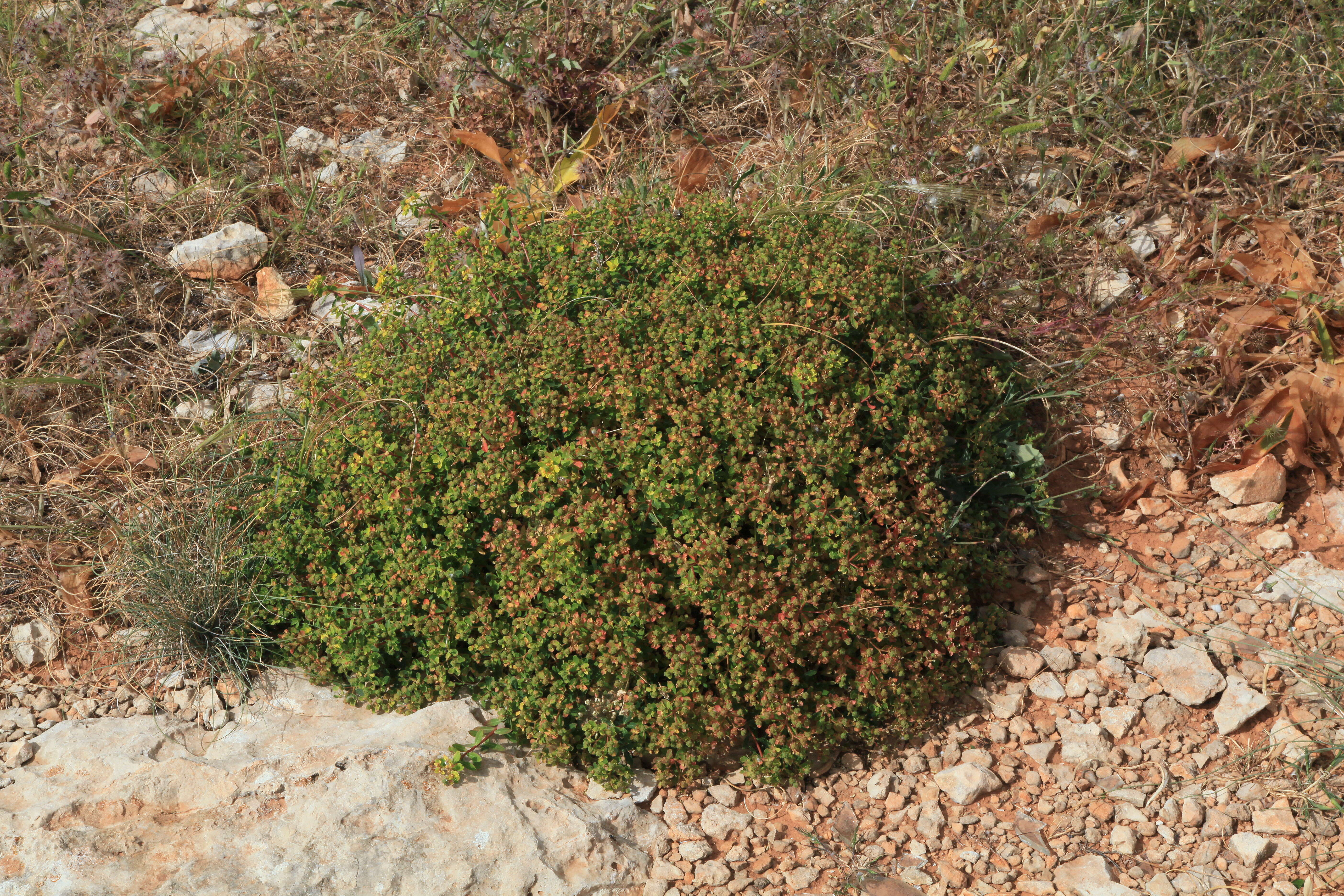 Imagem de Euphorbia melitensis Parl.