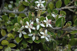 Imagem de Nematolepis ovatifolia (F. Müll.) Paul G. Wilson